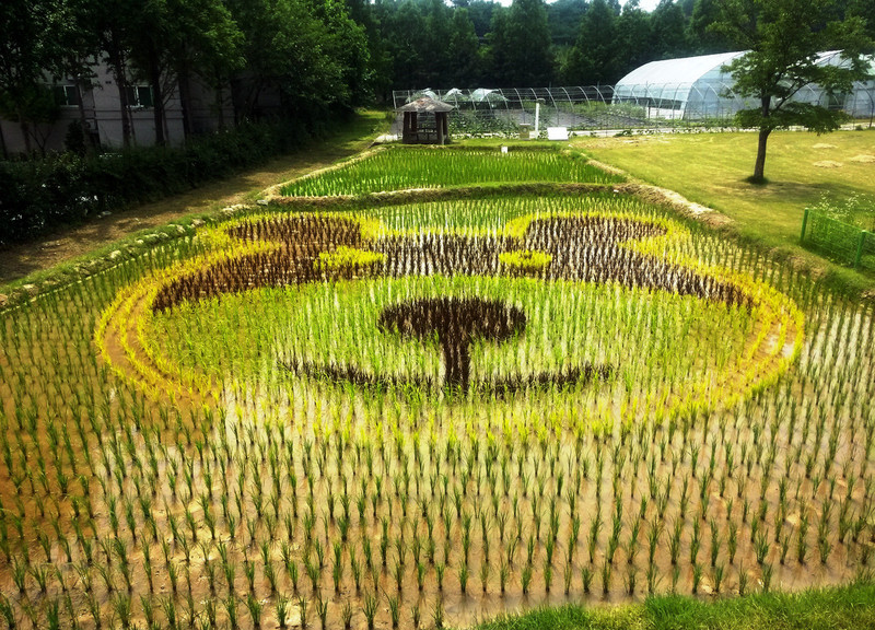 Draw on the paddy fields