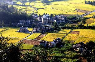 Draw on the paddy fields