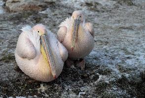 Time to know whether animals got a good figure at London zoo