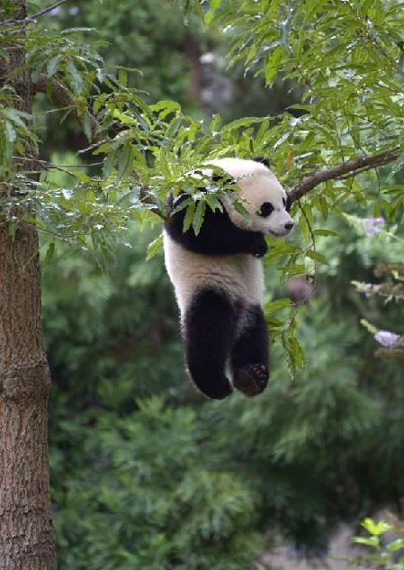 Bao Bao turns one year old