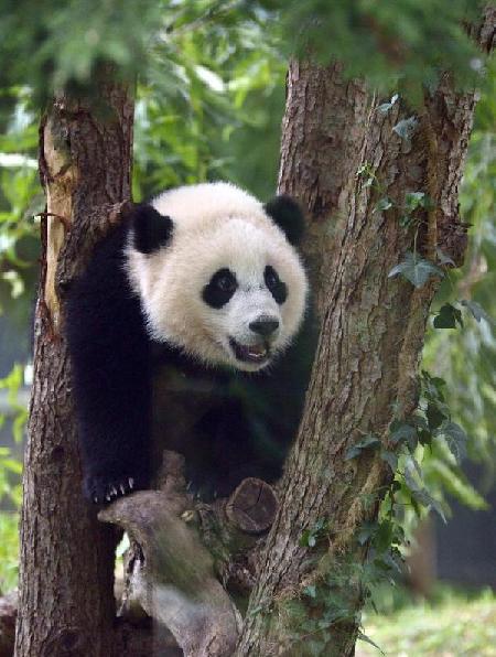 Bao Bao turns one year old