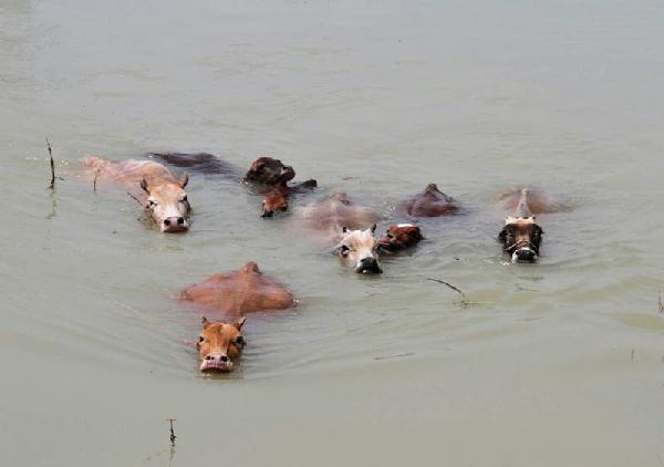 Over 1.2m affected by flood in NE India