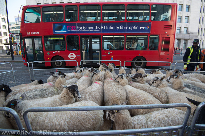 Liverymen and Freemen drive sheep crossing London Bridge