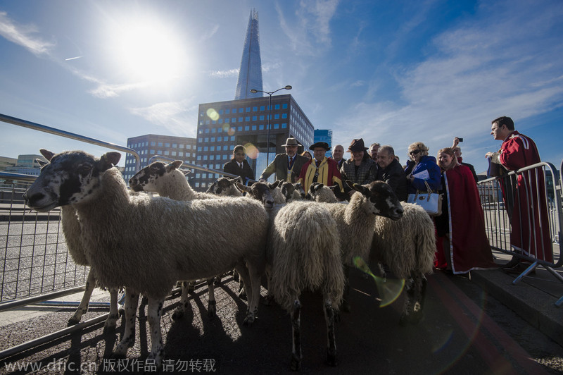 Liverymen and Freemen drive sheep crossing London Bridge