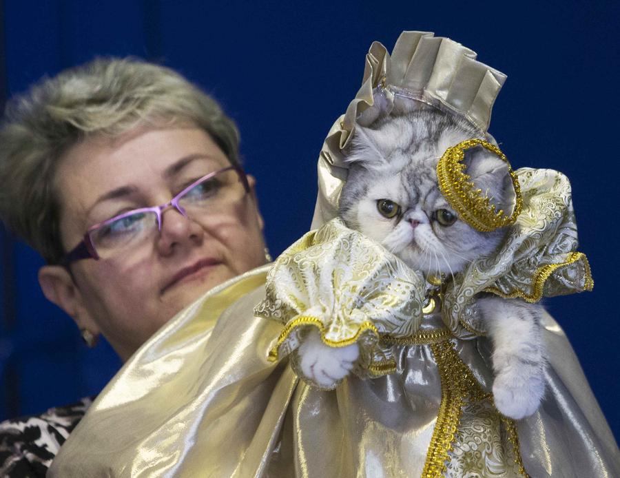 Cats exhibition held in Minsk