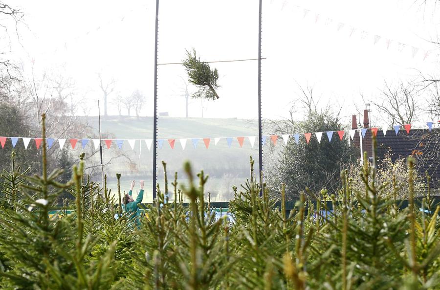 Christmas Tree Throwing Championships held in UK