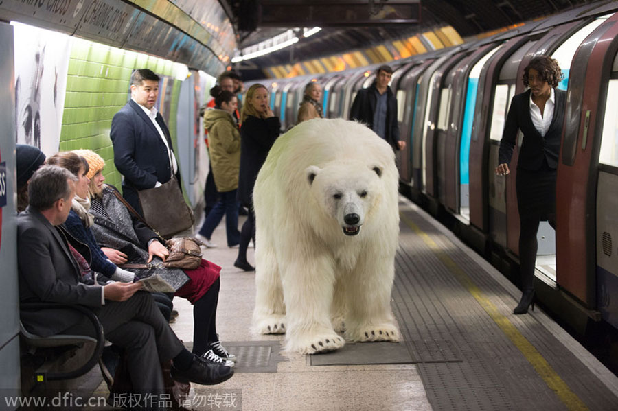 'Polar bear' roams in London, but don't panic