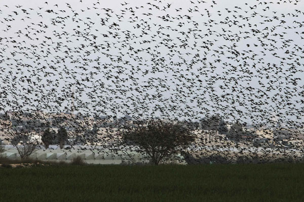 Flock of migrating starlings in Israel makes for stunning images