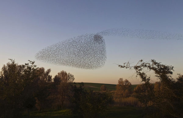 Flock of migrating starlings in Israel makes for stunning images