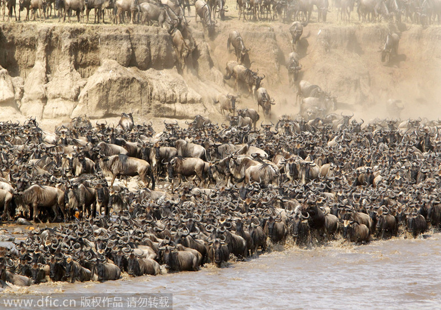 Animals' treacherous journey: far more spectacular than 'chunyun'