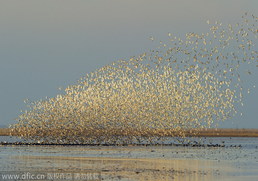 Animals' treacherous journey: far more spectacular than 'chunyun'