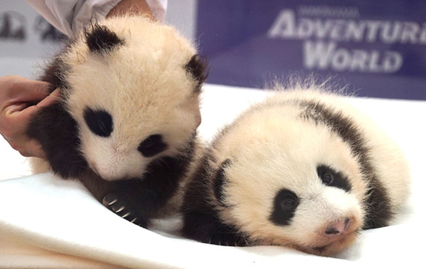 Giant panda twin cubs named in Japan