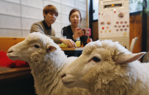 Enjoy the upcoming Year of the Sheep in a sheep cafe