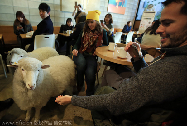 Enjoy the upcoming Year of the Sheep in a sheep cafe