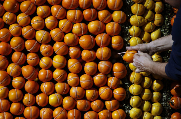 Chinese elements add color to lemon festival in France