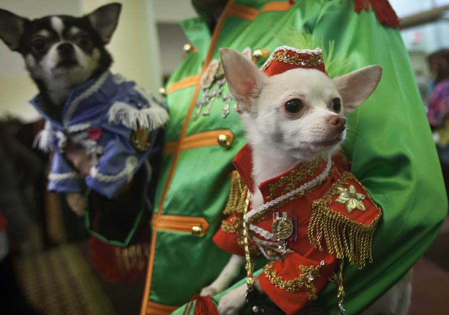 Pet models shine in New York Fashion Week