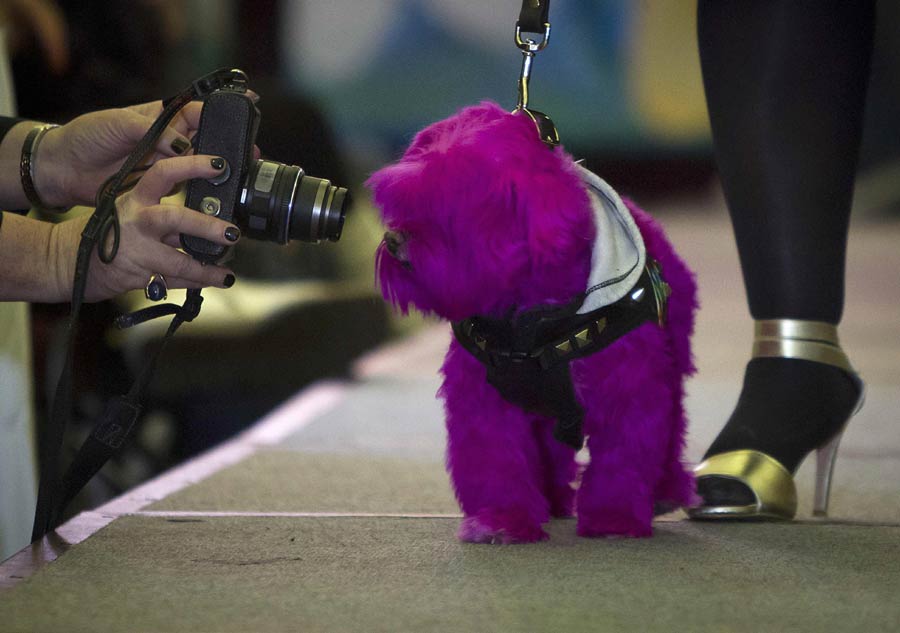 Pet models shine in New York Fashion Week