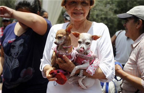 Pets wedding held in Lima