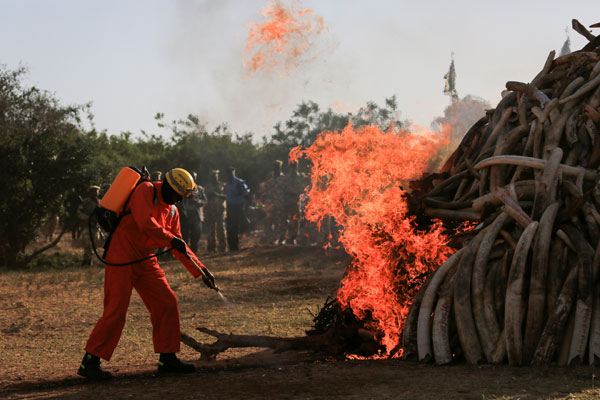 Kenya burns 15 tonnes of confiscated ivory in fighting poachers