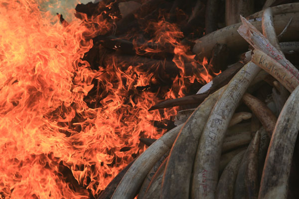 Kenya burns 15 tonnes of confiscated ivory in fighting poachers