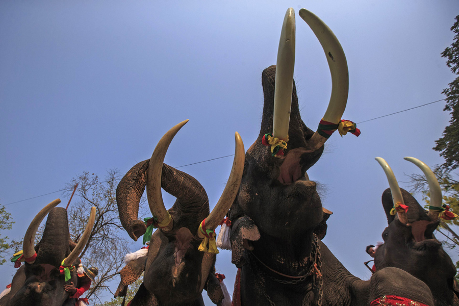 Thais pay homage to their national animal