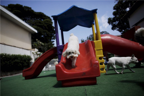 Dog Resort in Sao Paulo