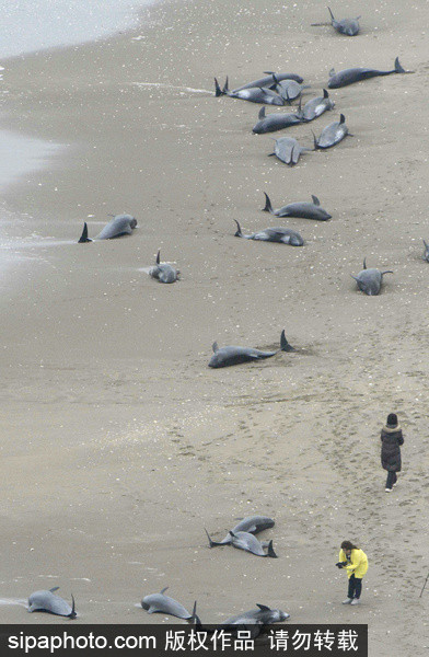 People rescue beached dolphins in Japan