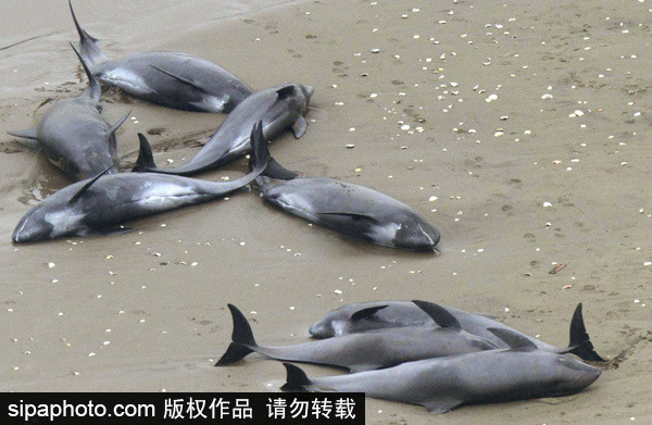 People rescue beached dolphins in Japan