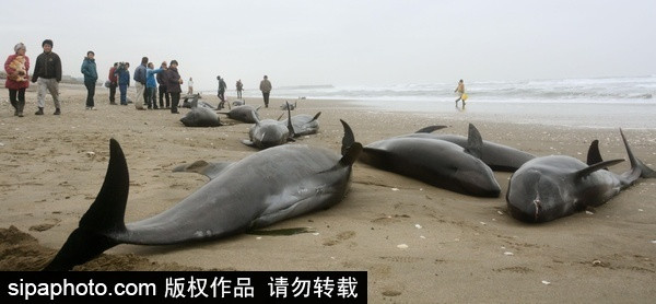 People rescue beached dolphins in Japan