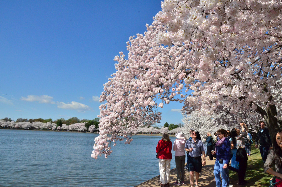 National festival underway with cherry blossoms in peak bloom