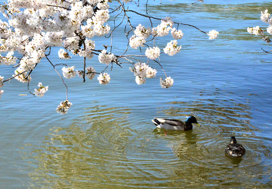 National festival underway with cherry blossoms in peak bloom