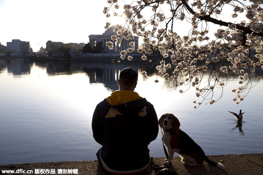 National festival underway with cherry blossoms in peak bloom