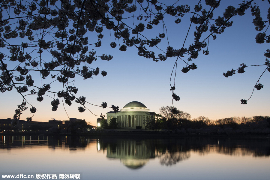 National festival underway with cherry blossoms in peak bloom