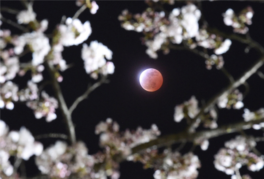 Cherry blossoms around the world