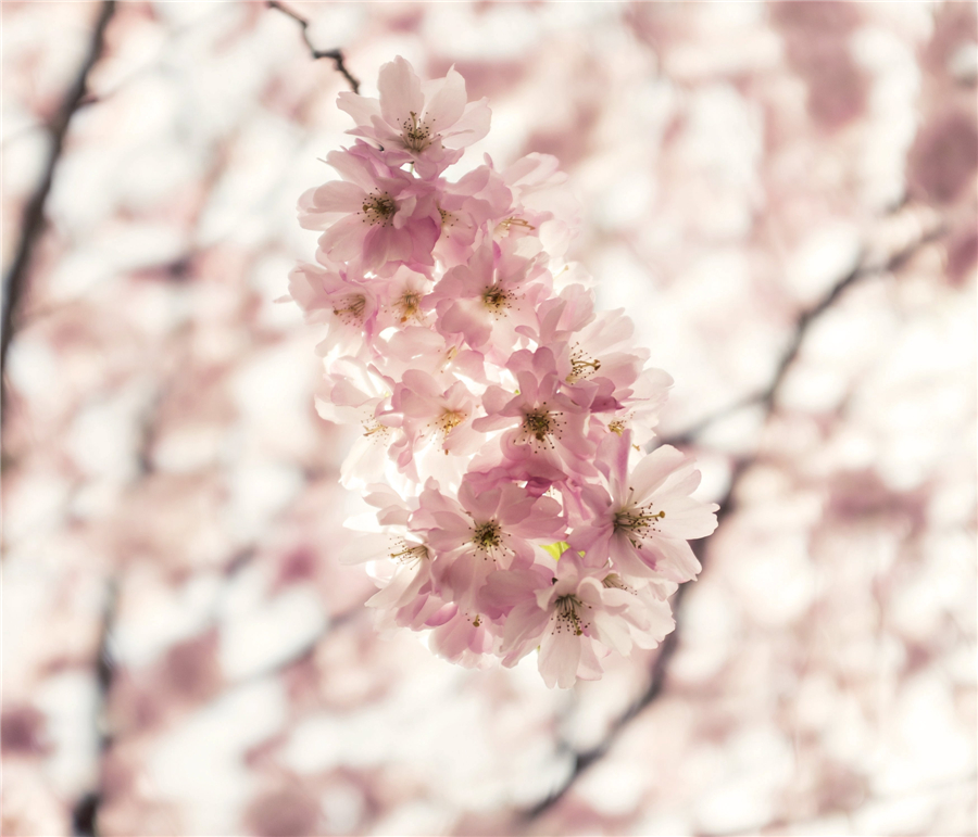 Cherry blossoms around the world