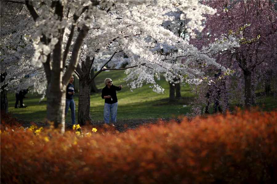 Cherry blossoms around the world