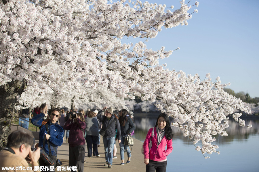 Cherry blossoms around the world