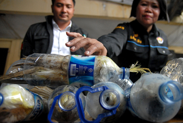 Indonesia police find cockatoos stuffed into bottles by smugglers