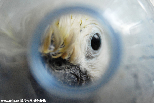 Indonesia police find cockatoos stuffed into bottles by smugglers