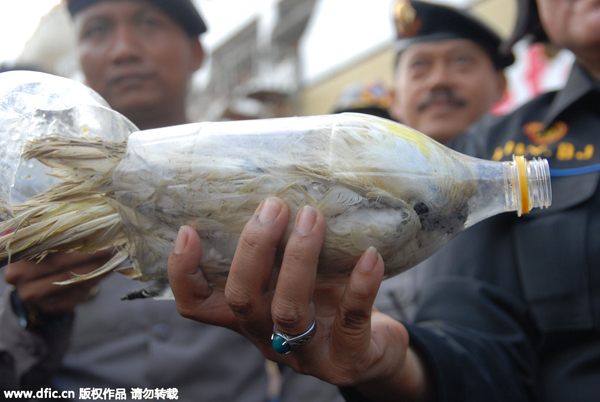 Indonesia police find cockatoos stuffed into bottles by smugglers