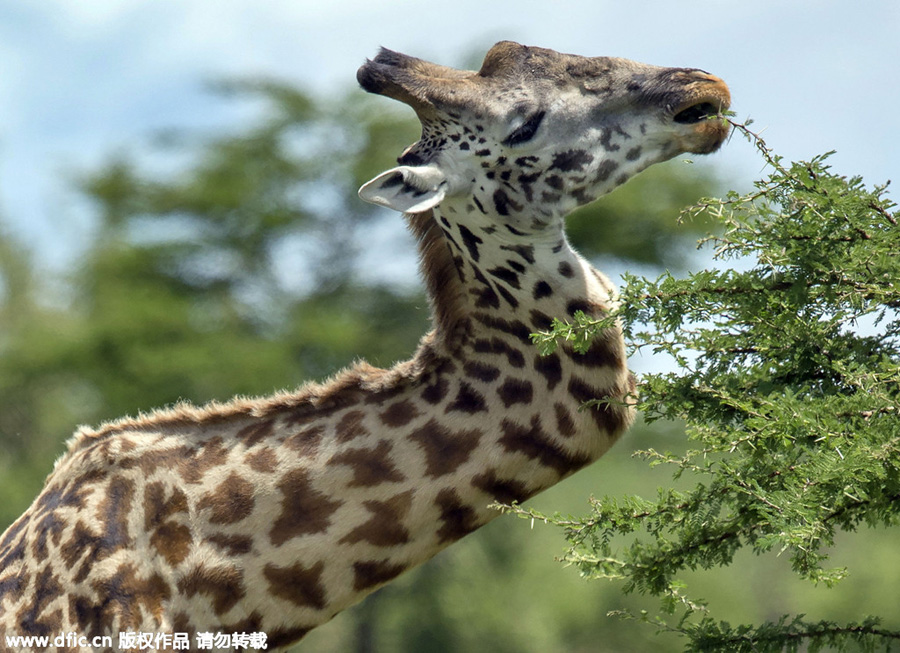 Giraffe survives for five years with zig-zag neck