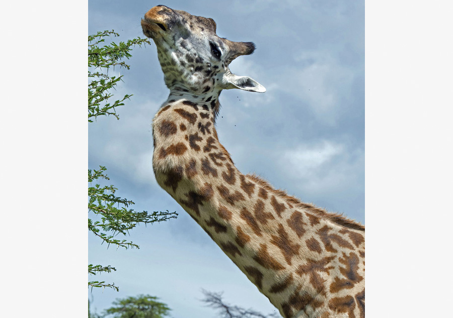 Giraffe survives for five years with zig-zag neck