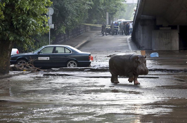 Zoo animals roam free in Georgia's capital after flooding
