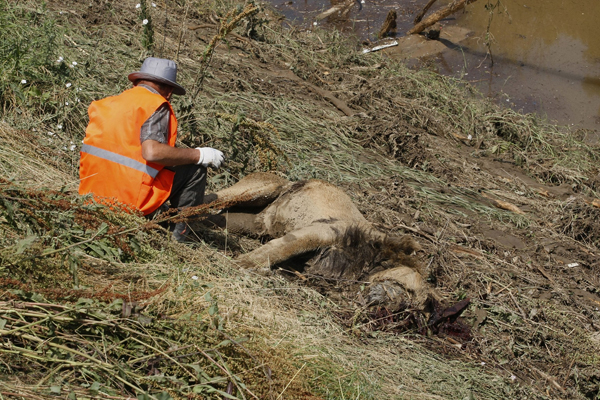 Zoo animals roam free in Georgia's capital after flooding