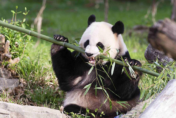 Giant panda Mei Xiang at US zoo expected to give birth soon