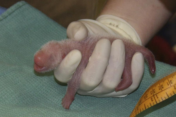 Washington's National Zoo says its surviving panda cub is a boy