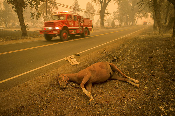 Thousands flee California wildfire as homes go up in flames