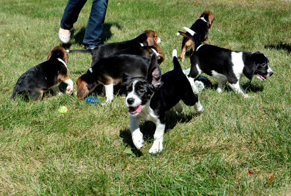 7 half-pound mutts become first test-tube puppies in world