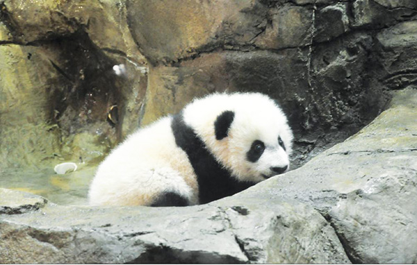 Panda cub Bei Bei near debut