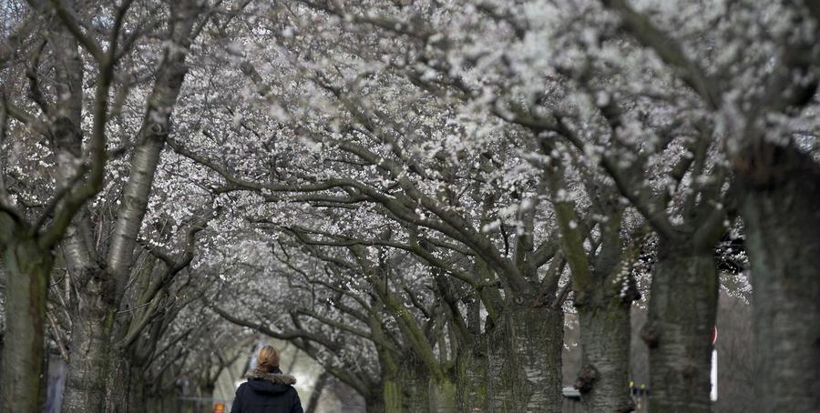 Winter cherry blossoms in Berlin